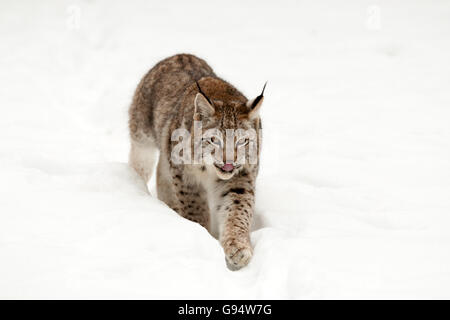 Giovani lince euroasiatica, Europa / (Lynx lynx) Foto Stock