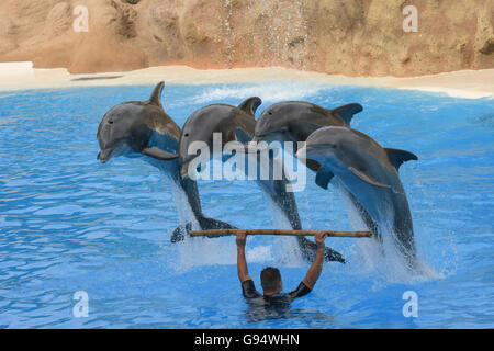 Spettacolo di Delfini, Europa Foto Stock