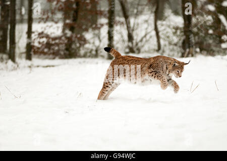 Caccia maschio lince euroasiatica, Europa / (Lynx lynx) Foto Stock