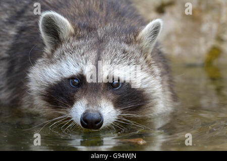 Procione settentrionale / (Procione lotor) Foto Stock