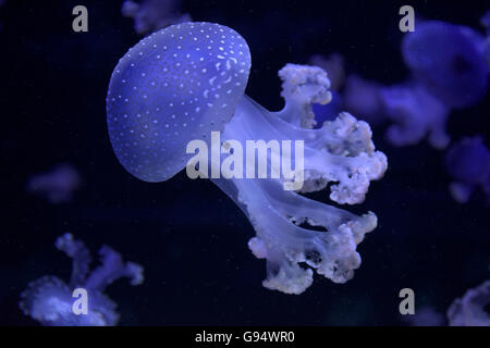 Campana galleggiante, (Phyllorhiza punctata) Foto Stock