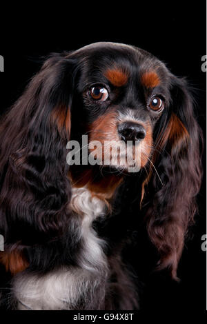 Cavalier King Charles Spaniel, nero-e-tan Foto Stock