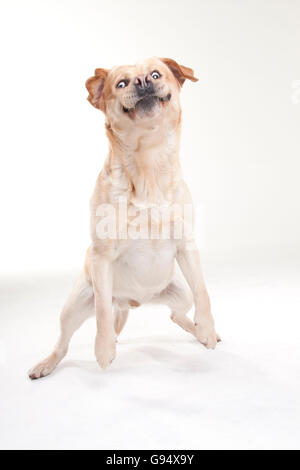 Il Labrador Retriever, maschio, la cattura di trattare Foto Stock