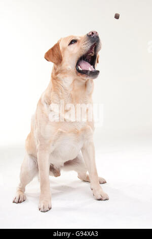 Il Labrador Retriever, maschio, la cattura di trattare Foto Stock