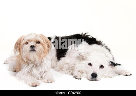 Cani di Razza mista Foto Stock