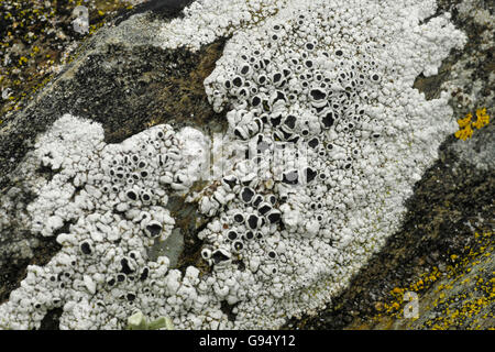 Protezioni nere, nella contea di Kerry, Irlanda / (Tephromela atra Leconora atra) / Crustose Lichen Foto Stock