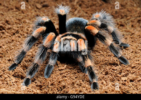 Rosso messicano-impastare Tarantola / (Brachypelma smithi) Foto Stock