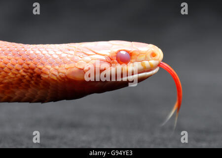 Rosso serpente di ratto, amelanistic / (Pantherophis guttatus, Coluber guttatus, Elaphe guttata) / laterale Foto Stock