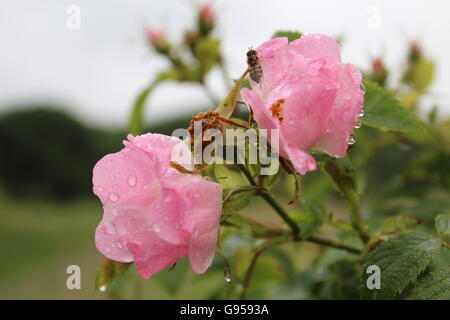 Due color rosa pallido, rose selvatiche coperte in gocce di pioggia, con una Vespa su una delle rose. Foto Stock