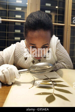 Hareg Tedesse, un chimico di ricerca dall'Etiopia esamina una pianta etiope riportata dall'Etiopia nel 18 ° secolo dall'esploratore James Bruce, alla Linnaen Society nel centro di Londra, martedì 28 febbraio 2006. La pianta, situata dalla Royal Society of Chemistry, quando mescolata con il latte di cammello ha salvato la vita di Bruce dal disingresso e si pensa che abbia proprietà anti-cancro. La Royal Society of Chemistry sta lanciando oggi archivi gratuiti di riviste per chimici africani presso la Camera dei Comuni. PREMERE ASSOCIAZIONE foto. Il credito fotografico dovrebbe essere: Jane Mingay/PA Foto Stock