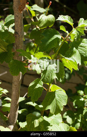 Viburnum opulus Foto Stock