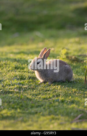 Coniglio oryctolagus cuniculus youngster New Forest National Park Hampshire Inghilterra Foto Stock