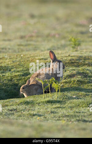 Coniglio oryctolagus cuniculus femmina e giovane New Forest National Park Hampshire Inghilterra Foto Stock