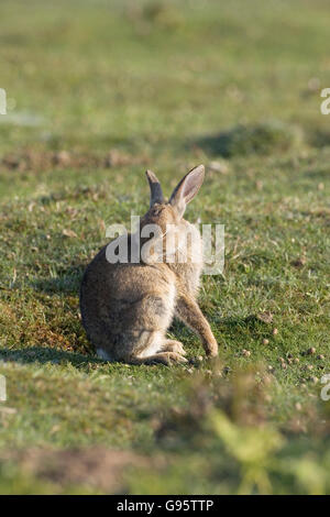 Coniglio oryctolagus cuniculus grooming femmina New Forest National Park Hampshire Inghilterra Foto Stock