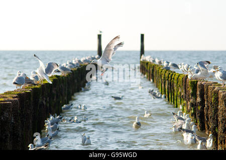 Seagull motion capture su una prospettiva pier Foto Stock