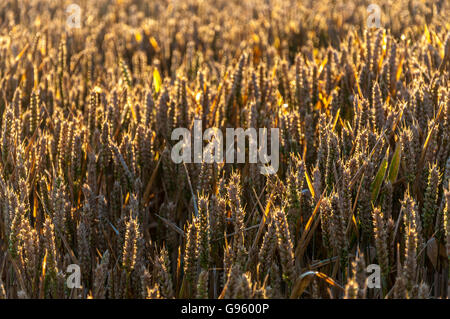 La maturazione di grano in un campo di Somerset in Inghilterra, Regno Unito. Come il sole sorge. Foto Stock
