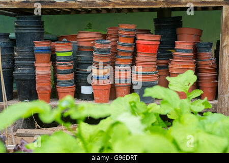 In plastica vuota vasi per piante impilati su un ripiano in un polytunnel. Foto Stock