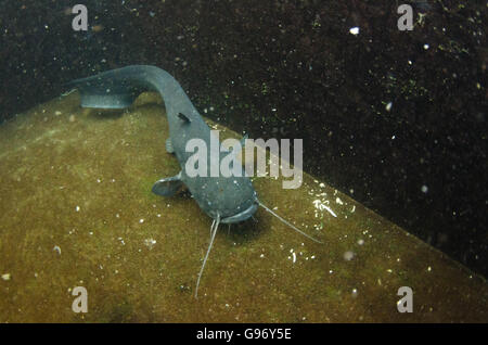 Wels Catfish Underwater Foto Stock