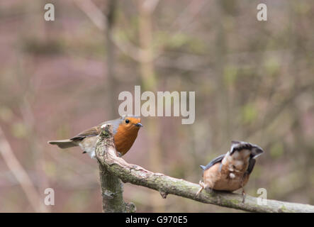 Robin combattimenti picchio muratore Foto Stock