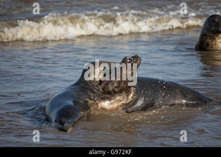Atlantico guarnizione grigia Halichoerus grypus Lincolnshire Inghilterra Foto Stock