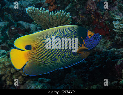 Blu-di fronte Angelfish (Pomacanthus xanthometopon) sulla barriera corallina in Bathala, Maldive, Oceano Indiano Foto Stock