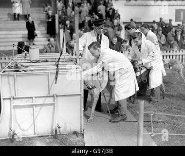 Il Greyhound Racing - Hackney Wick Stadium Foto Stock