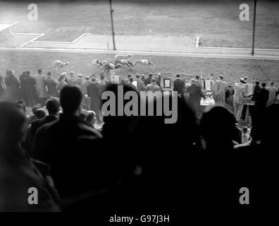 Il Greyhound Racing - Hackney Wick Stadium Foto Stock