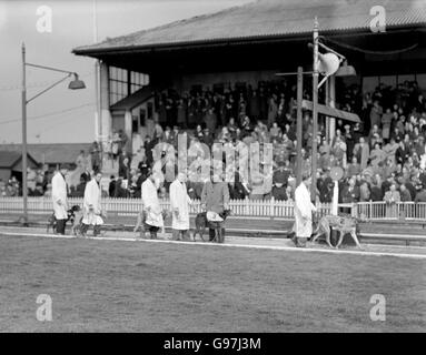 Il Greyhound Racing - Hackney Wick Stadium Foto Stock