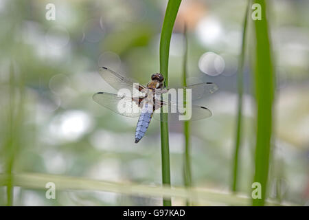 Ampio maschio corposo chaser dragonfly REGNO UNITO Foto Stock