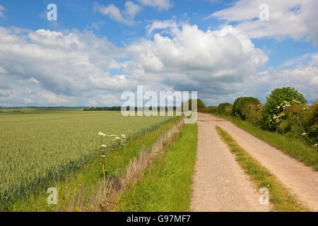 Una fattoria di campagna via accanto a maturazione di un campo di grano sotto un azzurro cielo nuvoloso nel Yorkshire wolds Foto Stock