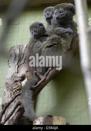 Lo zoo di Londra festeggia il giorno delle madri dopo la nascita dei loro primi blindati lemuri Alaotran. Questa specie di lemuri è gravemente minacciata nella natura selvaggia perché il suo habitat malgascio è sempre più bruciato per fornire la coltivazione spaziale del riso. Questi bambini saranno trasferiti in un altro sito di allevamento nel Regno Unito a circa due anni per continuare il lavoro di conservazione intrapreso per salvare questa importante specie. PREMERE ASSOCIAZIONE foto. Il credito fotografico dovrebbe essere: Edmond Terakopian/PA. NOTA PER GLI EDITOR DI IMMAGINI: Foto scattata giovedì 23. Foto Stock