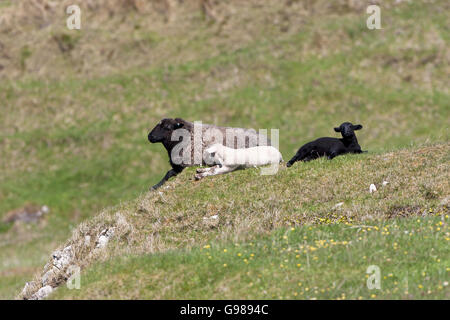 Pecora di pecora con due agnelli sulla isola di Muck piccole isole Ebridi Interne in Scozia UK Foto Stock