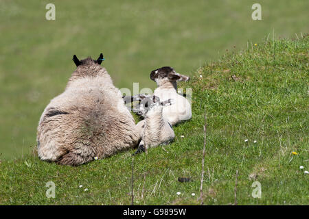 Pecora di pecora con due agnelli sulla isola di Muck piccole isole Ebridi Interne in Scozia UK Foto Stock