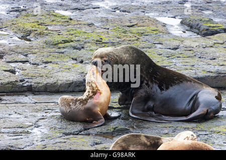 Southern Sea Lion Otaria flavescens maschi e femmine in appoggio sulla costa rocciosa più deprimente Island Isole Falkland Foto Stock