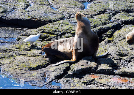 Southern Sea Lion Otaria flavescens femmina in appoggio sulla spiaggia rocciosa con fronte-pallido sheathbill Chionis albus più deprimente isola Falkla Foto Stock