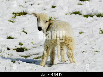 Un giovane agnello in un campo vicino a Tunbridge Wells, Kent, dopo la notte di neve. Foto Stock