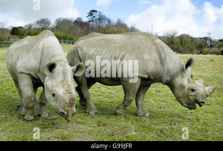 Due rinoceronti maschi neri, Zambesi (a sinistra) e Manyara (a destra), sono rilasciati in una parte di Romney Marsh a Kent, martedì 4 aprile 2006, come parte di una nuova esperienza safari al Port Lympne Wild Animal Park. Vedi PA Story ANIMALI Rhino. PREMERE ASSOCIAZIONE foto. Il credito fotografico dovrebbe essere: Gareth Fuller/PA. Foto Stock