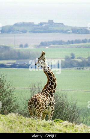 Una giraffa si fa strappare il collo mentre viene rilasciata in una parte di Romney Marsh a Kent, martedì 4 aprile 2006, come parte di una nuova esperienza safari al Port Lympne Wild Animal Park. Vedi PA Story ANIMALI Rhino. PREMERE ASSOCIAZIONE foto. Il credito fotografico dovrebbe essere: Gareth Fuller/PA. Foto Stock