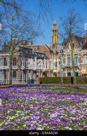 Crocusses, vecchie case e il campanile di una chiesa a Groningen, Paesi Bassi Foto Stock