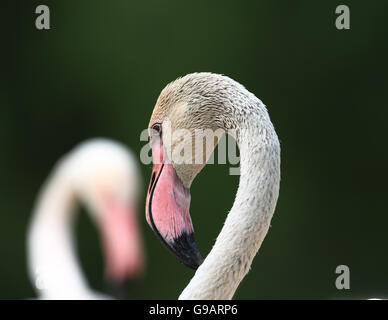 Fenicottero maggiore (Phoenicopterus roseus) Foto Stock