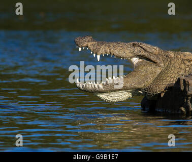 Close up Mugger indiano coccodrillo indiano o il Coccodrillo Palustre crogiolarsi al sole, con ganasce aperte Foto Stock