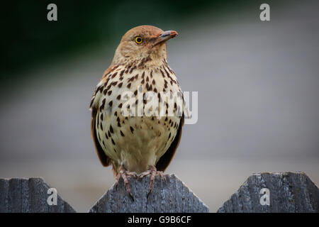 Un marrone Thrasher siede pazientemente per il suo ritratto. Foto Stock