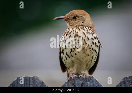 Un marrone Thrasher siede pazientemente per il suo ritratto. Foto Stock