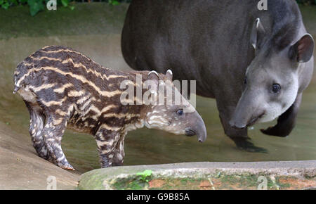 Baby tapir vitello nato il 23 aprile con sua madre Tamang nel loro recinto al Bristol Zoo Gardens venerdì 26 maggio 2006. Foto Stock