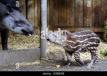 Tapiro di animali Foto Stock