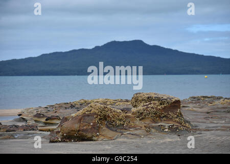 Roccia ricoperti di cirripedi sulla spiaggia con la bassa marea Foto Stock