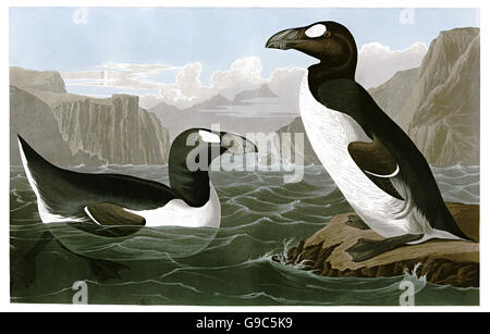 Grande auk, ormai estinte, Pinguinus impennis, uccelli, 1827 - 1838 Foto Stock