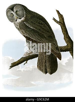 Grande gufo grigio, Strix nebulosa, uccelli, 1827 - 1838 Foto Stock