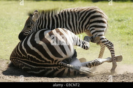 Nuova Nato della zebra. Foto Stock