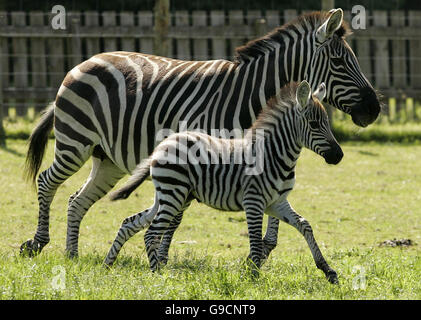 Nuova Nato della zebra. Foto Stock